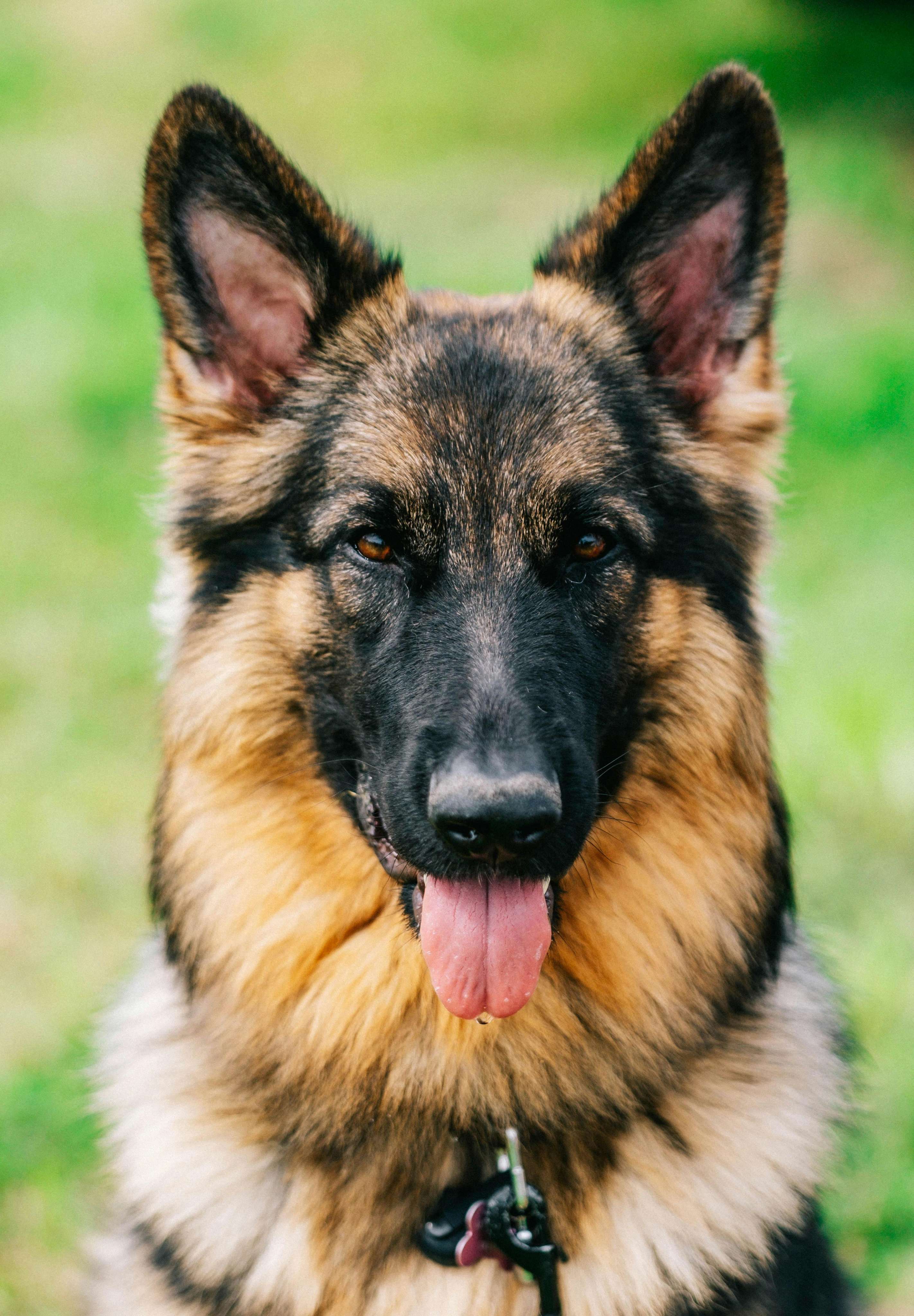 german shepherd & belgian malinois